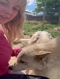 Poster for Birthday video from Wild Spirit Wolf Sanctuary