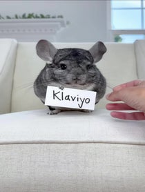 Poster for Other video from Phil E. Chinchilla