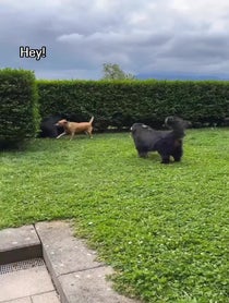 Poster for Birthday video from Carl the Mountain Dog & Steve the Newfie