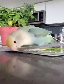 Poster for Pep Talk video from Prince the Bird & Tamia