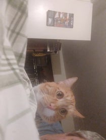 Poster for Other video from Dr. Oskar Cats Esq.