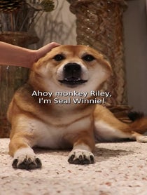 Poster for Birthday video from Always Winnie