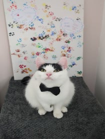 Poster for Pep Talk video from Schnitzel the Acting Cat