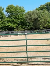 Poster for Anniversary video from R&R Ranch Miniature Horse Sanctuary