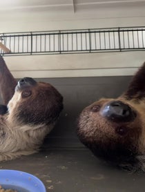 Poster for Pep Talk video from Enzo the pet sloth