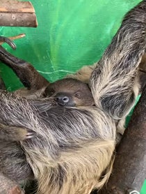 Poster for Birthday video from Sloths at Stone Zoo