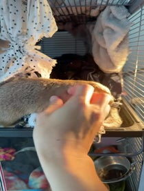 Poster for Birthday video from Poppy_the_Prairie_Dog