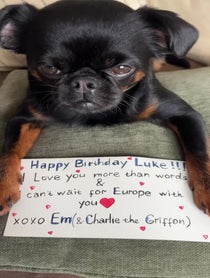 Poster for Birthday video from Charlie the Griffon