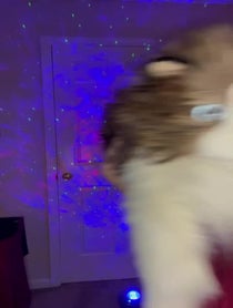 Poster for Birthday video from Puppet Party