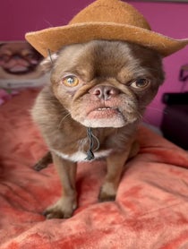 Poster for Birthday video from KingChilliThePug