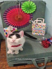 Poster for Birthday video from Schnitzel the Acting Cat