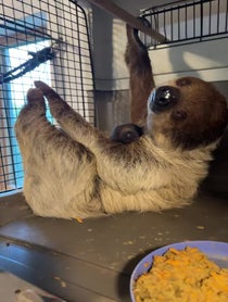 Poster for Birthday video from Enzo the pet sloth