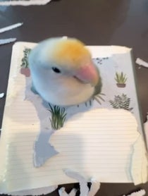 Poster for Birthday video from Prince the Bird & Tamia