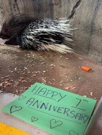 Poster for Other video from Bintu the African Crested Porcupine