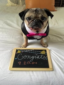 Poster for Wedding shoutout video from Doug The Pug