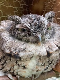 Poster for Other video from Owlfredo The Eastern Screech Owl