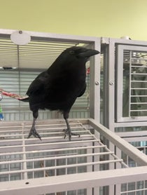 Poster for Other video from Harriet the American Crow