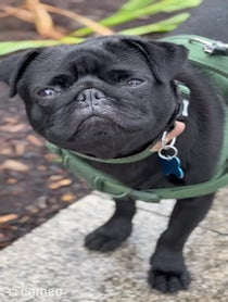 Poster for Intro video video from Obie the Pug