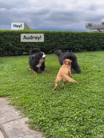 Poster for Gift video from Carl the Mountain Dog & Steve the Newfie