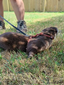 Poster for Other video from Coastal Wilds