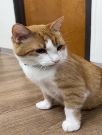 Poster for Birthday video from The Cattery Cat Shelter