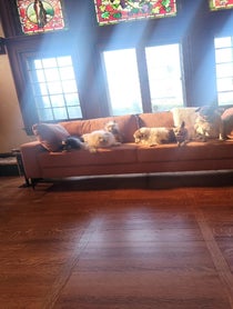 Poster for Roast video from Wolfgang2242 (Steve Greig)