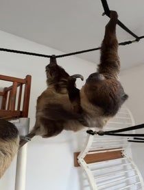 Poster for Birthday video from Enzo the pet sloth
