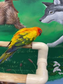 Poster for Give Thanks video from Lucy the Sun Conure