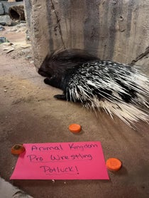 Poster for Birthday video from Bintu the African Crested Porcupine