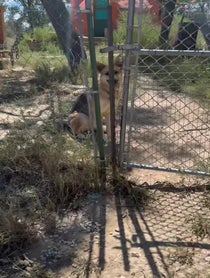 Poster for Birthday video from Wild Spirit Wolf Sanctuary