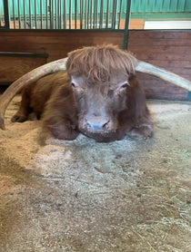 Poster for Birthday video from Buckley The Highland Cow