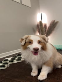 Poster for Birthday video from Flambo The Dog