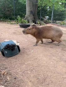 Poster for Birthday video from Andy the Capybara