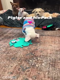 Poster for Intro video video from Piglet the Deaf Blind Pink Puppy