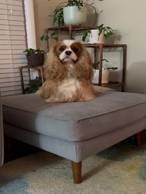 Poster for Birthday video from Collins the Cavalier