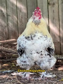 Poster for Sing a song video from Chicken Happy Hour