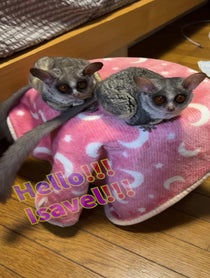 Poster for Birthday video from Plum & Panjirou🐒🐒💕