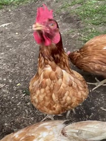 Poster for Birthday video from Lily + the Gang (Chickens)