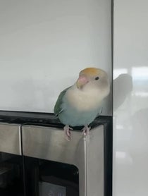 Poster for Other video from Prince the Bird & Tamia