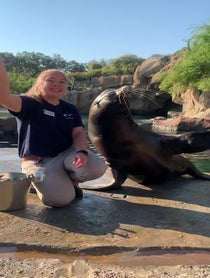 Poster for Pep Talk video from Sea Lions at Houston Zoo