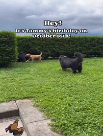 Poster for Birthday video from Carl the Mountain Dog & Steve the Newfie