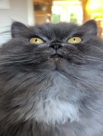 Poster for Birthday video from Bobbie the Persian