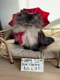 Poster for Birthday video from Merlin The Mad Ragdoll
