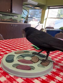 Poster for Birthday video from Harriet the American Crow