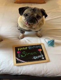 Poster for Birthday video from Doug The Pug