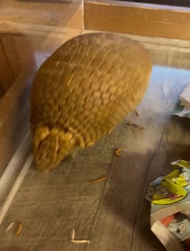Poster for Birthday video from Gwen the Armadillo