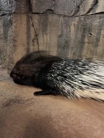 Poster for Other video from Bintu the African Crested Porcupine