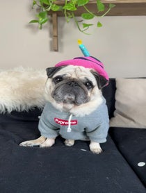 Poster for Birthday video from Puggy Smalls