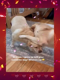 Poster for Birthday video from Joy of Willow and Nala