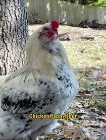 Poster for Birthday video from Chicken Happy Hour
